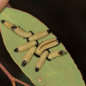 Paropsisterna cloelia at Dickson Wetland Corridor - 7 Mar 2024