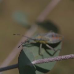 Amorbus sp. (genus) (Eucalyptus Tip bug) at Coolo Park - 8 Mar 2024 by Hejor1