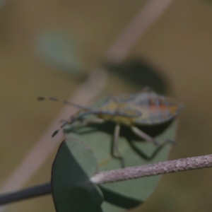 Amorbus (genus) at Coolo Park - 8 Mar 2024 01:35 PM