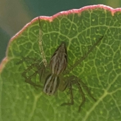 Oxyopes sp. (genus) (Lynx spider) at Weston, ACT - 8 Mar 2024 by Hejor1