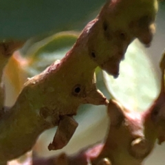 Eucalyptus insect gall at Coolo Park - 8 Mar 2024 by Hejor1