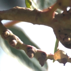 Eucalyptus insect gall at Coolo Park - 8 Mar 2024 01:36 PM