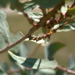 Eucalyptus insect gall at Coolo Park - 8 Mar 2024 01:36 PM