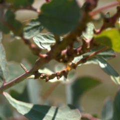 Eucalyptus insect gall at Coolo Park - 8 Mar 2024 01:36 PM