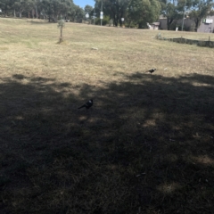 Gymnorhina tibicen (Australian Magpie) at Coolo Park - 8 Mar 2024 by Hejor1