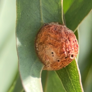 Eucalyptus insect gall at Coolo Park - 8 Mar 2024