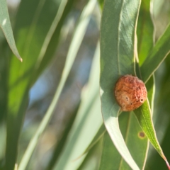 Eucalyptus insect gall at Coolo Park - 8 Mar 2024