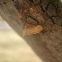 Truncospora ochroleuca at Coolo Park - 8 Mar 2024 01:00 PM