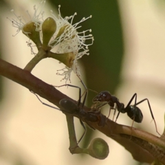 Iridomyrmex purpureus at Coolo Park - 8 Mar 2024