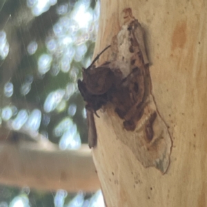 Hortophora sp. (genus) at Coolo Park - 8 Mar 2024 01:47 PM