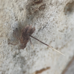 Platybrachys sp. (genus) at Weston, ACT - 8 Mar 2024 01:52 PM