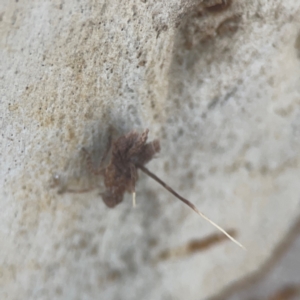 Platybrachys sp. (genus) at Weston, ACT - 8 Mar 2024