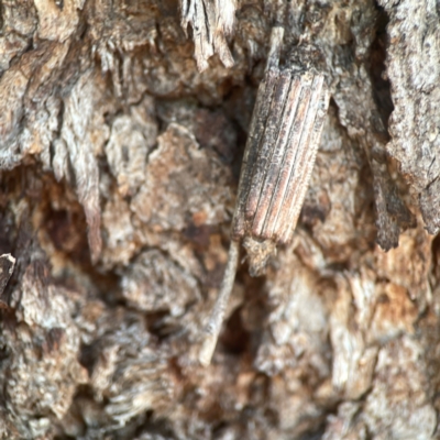 Clania ignobilis (Faggot Case Moth) at Weston, ACT - 8 Mar 2024 by Hejor1