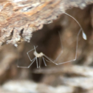 Pholcidae (family) at Coolo Park - 8 Mar 2024 01:59 PM