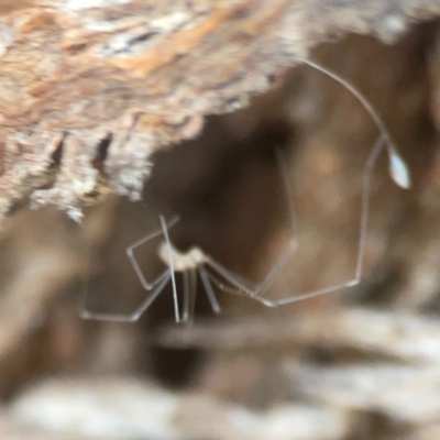 Pholcidae (family) (Daddy Long-legs Spiders) at Weston, ACT - 8 Mar 2024 by Hejor1