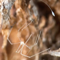 Pholcidae (family) at Coolo Park - 8 Mar 2024 01:59 PM