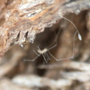 Pholcidae (family) at Coolo Park - 8 Mar 2024