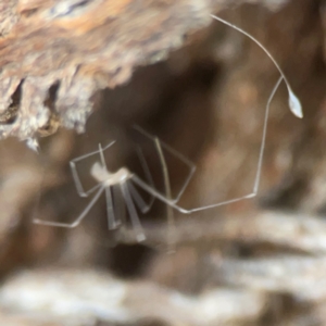 Pholcidae (family) at Coolo Park - 8 Mar 2024 01:59 PM