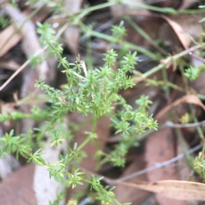 Asperula conferta at Coolo Park - 8 Mar 2024 02:00 PM