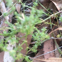 Asperula conferta at Coolo Park - 8 Mar 2024 02:00 PM