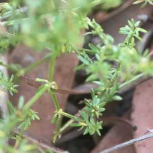 Asperula conferta at Coolo Park - 8 Mar 2024 02:00 PM