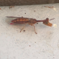 Campion sp. (genus) (Mantis Fly) at Coolo Park - 8 Mar 2024 by Hejor1