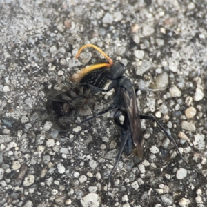 Mituliodon tarantulinus at Coolo Park - 8 Mar 2024