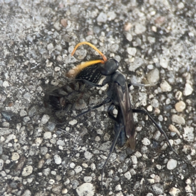 Mituliodon tarantulinus (Prowling Spider) at Coolo Park - 8 Mar 2024 by Hejor1