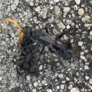 Mituliodon tarantulinus at Coolo Park - 8 Mar 2024