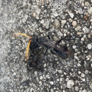 Mituliodon tarantulinus at Coolo Park - 8 Mar 2024