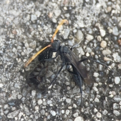 Mituliodon tarantulinus at Coolo Park - 8 Mar 2024