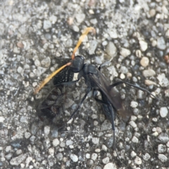 Unidentified Spider wasp (Pompilidae) at Weston, ACT - 8 Mar 2024 by Hejor1
