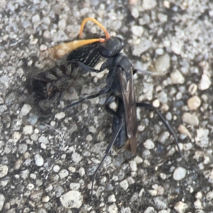 Fabriogenia sp. (genus) at Coolo Park - 8 Mar 2024