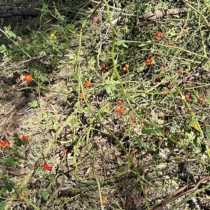 Rosa rubiginosa at Aranda Bushland - 8 Mar 2024