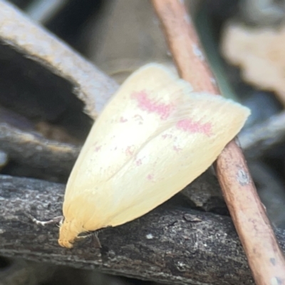 Heteroteucha occidua (A concealer moth (Wingia group)) at Coolo Park - 8 Mar 2024 by Hejor1