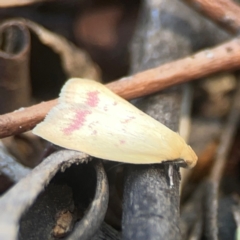 Heteroteucha occidua at Coolo Park - 8 Mar 2024 02:07 PM