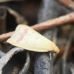 Heteroteucha occidua at Coolo Park - 8 Mar 2024 02:07 PM