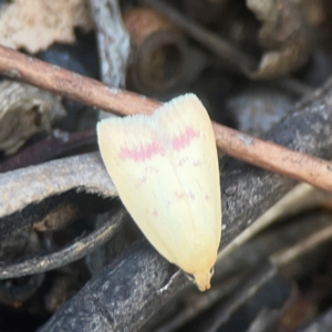 Heteroteucha occidua at Coolo Park - 8 Mar 2024