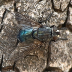 Calliphora vicina (European bluebottle) at Weston, ACT - 8 Mar 2024 by Hejor1