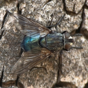 Calliphora vicina at Coolo Park - 8 Mar 2024 02:07 PM