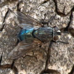 Calliphora vicina at Coolo Park - 8 Mar 2024 02:07 PM