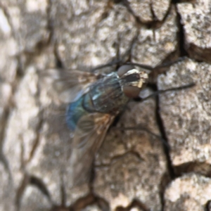 Calliphora vicina at Coolo Park - 8 Mar 2024 02:07 PM