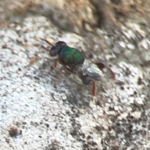 Chalcidoidea (superfamily) at Coolo Park - 8 Mar 2024