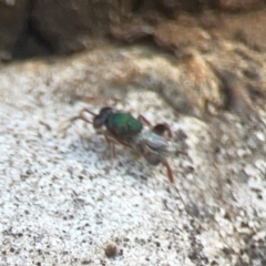 Chalcidoidea (superfamily) at Coolo Park - 8 Mar 2024