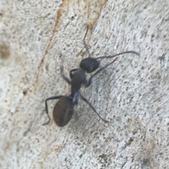 Camponotus aeneopilosus (A Golden-tailed sugar ant) at Weston, ACT - 8 Mar 2024 by Hejor1