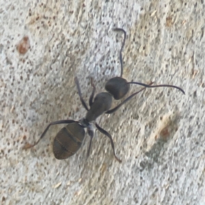 Camponotus aeneopilosus at Coolo Park - 8 Mar 2024 02:09 PM