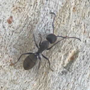Camponotus aeneopilosus at Coolo Park - 8 Mar 2024