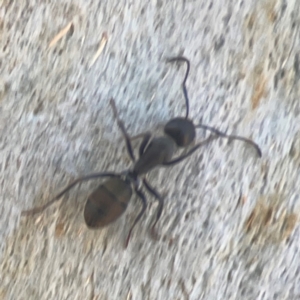 Camponotus aeneopilosus at Coolo Park - 8 Mar 2024 02:09 PM