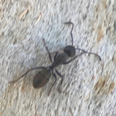 Camponotus aeneopilosus at Coolo Park - 8 Mar 2024