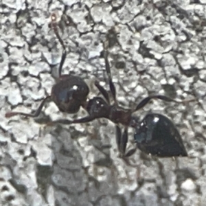 Crematogaster sp. (genus) at Coolo Park - 8 Mar 2024 02:10 PM